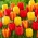 Apeldoorn '- gul och röd uppsättning med 3 tulpanvarianter - 45 st