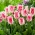 Tulipan Drakensteyn - 5 stk