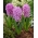 Hyacinth 'Amethyst' - stor pakke - 30 stk.