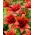 डबल फूल एशियाई लिली - लाल जुड़वां - बड़े पैकेज! - 10 पीसी - 