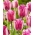 Tulipan 'Hlače' - velika embalaža - 50 kosov
