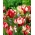Тюльпан 'Estella Rijnveld' - большая упаковка - 50 шт. - 