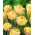 Tulipan 'Foxy Foxtrot' - velika embalaža - 50 kosov