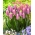Tulipe 'Light And Dreamy' - grand paquet - 50 pcs