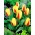 Tulipe 'Gluck' - grand paquet - 50 pcs