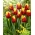 Tulipan 'Danmark' - stor pakke - 50 stk