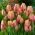 Tulipe 'Dragon King' - grand paquet - 50 pcs