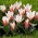 Tulip 'Heart's Delight' - paquete grande - 50 piezas