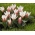 Tulipano 'Heart's Delight' - confezione grande - 50 pz