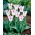 Tulipan 'Holland Chic' - velika embalaža - 50 kosov