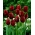 Tulip 'Jan Reus' - pacote grande - 50 unidades