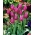 Tulip 'Maytime' - pacote grande - 50 unidades