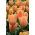 Tulip 'Daydream' - nagy csomag - 50 db.