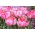 Tulipan 'Elsenburg' - velika embalaža - 50 kosov
