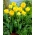Tulipe double pivoine - 'Beauty of Apeldoorn' - grand paquet - 50 pcs