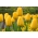 Tulpe 'Golden Apeldoorn' - großes Paket - 50 Stück