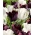 Papoušek tulipán 'Black &amp; White' - 2 odrůdové sady - 50 ks.