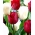 Lot de 2 varietes de tulipes 'White Dream' + 'Ile de France' - 50 pcs