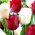 Sæt med 2 tulipanvarianter 'White Dream' + 'Ile de France' - 50 stk.