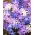 Bossierin lumikirkkaus - värilajitelma - 90 kpl; Lucillen lumikirkko - 