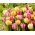 Juego de 2 variedades de tulipanes 'Foxtrot' + 'Foxy Foxtrot' - 50 piezas