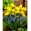 Arménský hroznový hyacint + sada narcisů Tete-a-Tete - 75 ks.