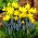 Arménsky hroznový hyacint + Sada narcisov Tete-a-Tete - 75 ks