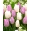 Sæt med 2 tulipansorter 'Candy Prince' + 'White Prince' - 50 stk.
