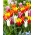 Kvetinové tulipány - mix farebných odrôd - 60 ks