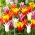 Lelijos žiedų tulpės - spalvų įvairovė - 60 vnt.