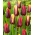 Sett med 2 tulipansorter 'Slava' + 'Gavota' - 50 stk