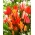Canada mix - Sada 3 odrůd tulipánů - 45 ks.