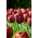 Tulip 'Dom Pedro' - suur pakk - 50 tk