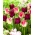 Conjunto de 2 variedades de tulipa 'Coroa da Dinastia' + 'Coroa Negrete' - 50 unidades