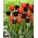 Conjunto de 2 variedades de tulipa 'Rainha da Noite' + 'Annie Schilder' - 50 unidades