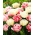 Set of 2 tulip varieties 'Foxtrot' + 'Mount Tacoma' - 50 pcs
