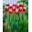 Tulip 'Leen van der Mark' - embalagem grande - 50 unidades