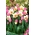 Rozā-baltā narcise un gaiši rozā tulpju komplekts - 50 gab.
