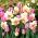 Juego de narcisos rosa-blanco y tulipanes rosa claro - 50 piezas
