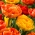 Set of 2 tulip varieties 'Sun Lover' + 'Yellow Pomponette' - 50 pcs
