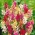 Ixia Mixed - Corn lily colour selection - XXXL package! - 1250 bulbs