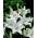 Asiatic lily - White - XXXL Pack! - 50 pcs