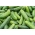Salatalık "Edyp F1" - NANO-GRO - hasat hacmini% 30 artırın - 