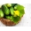Okurka "Ibis" F1 - raná polní odrůda, která snáší nižší teploty - Výsevní pásky - 