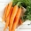 Carrot First Harvest (Penuaian Pertama) - pelbagai awal - SEED TAPE