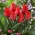 Zema augoša tulpe - Greigii sarkana - liels iepakojums - 50 gab.