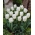Tulipán de bajo crecimiento - Greigii blanco - paquete grande - 50 piezas