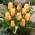 Tulip 'Batalinii Bright Gem' - pachet XXXL! - 250 buc.