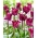 Negrete Crown' tulipan - stor pakke - 50 stk
