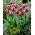 Tulip 'Rajka' - pacote grande - 50 pcs.